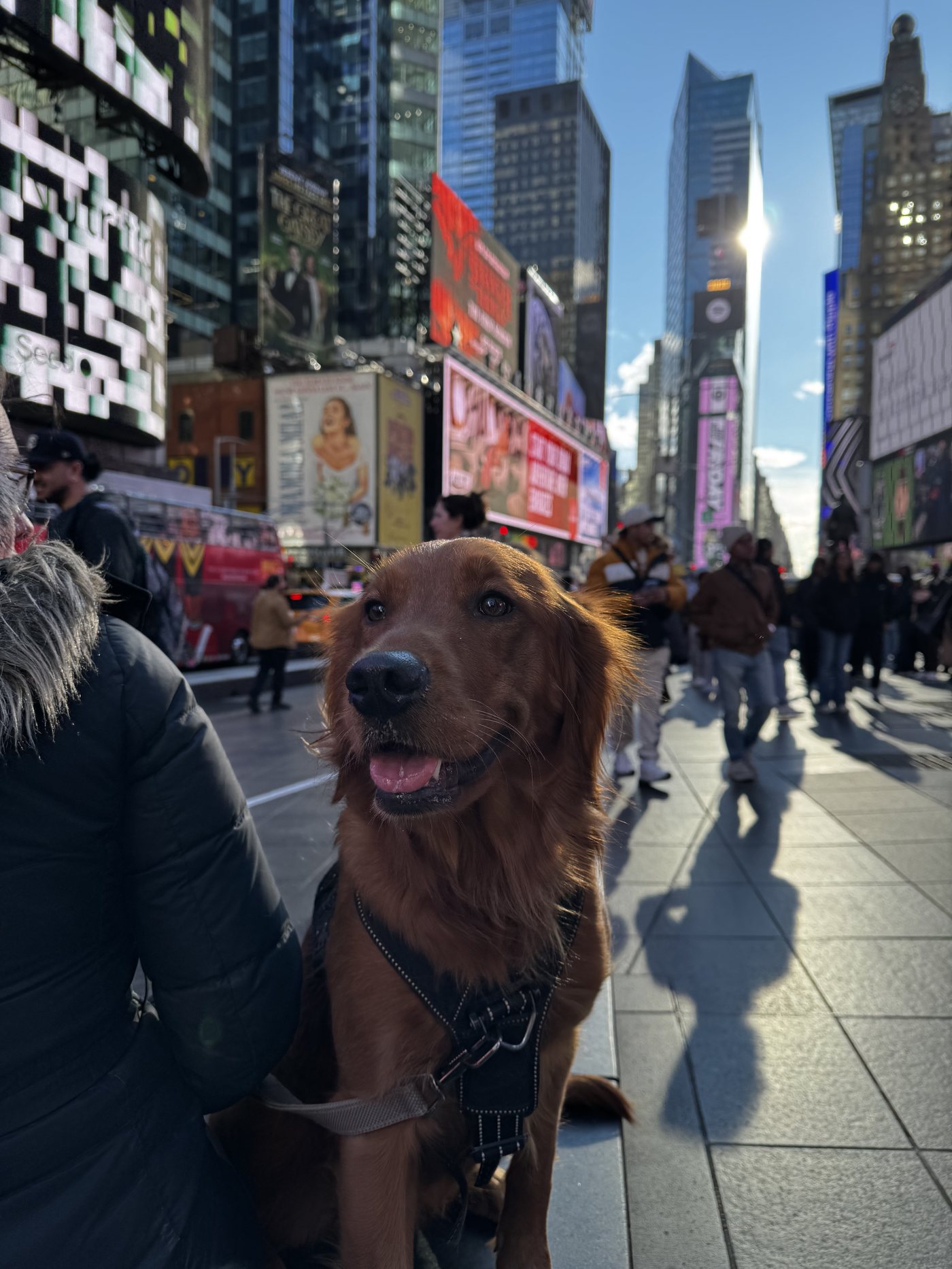 Maple the golden retriever in Times Square, NYC